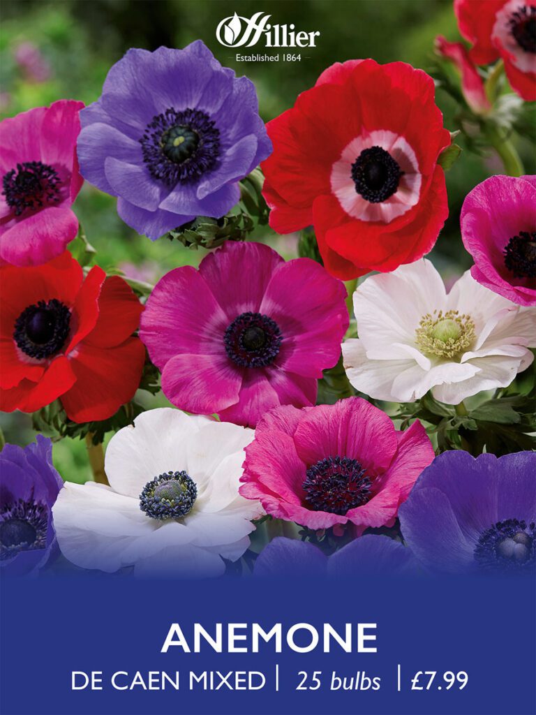 Anemone De Caen Mixed Bulbs 8718641997406 2
